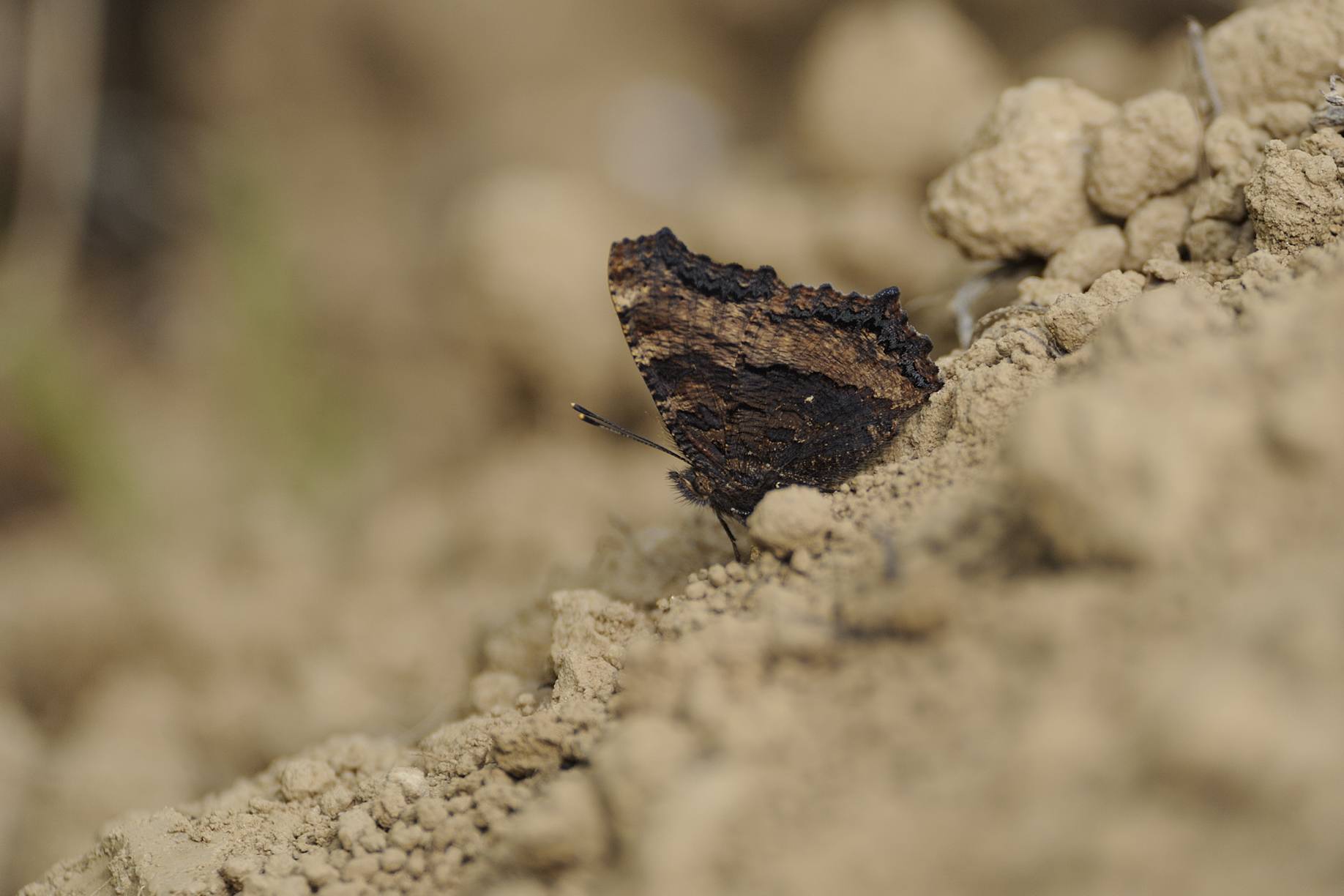 identificazione farfalla